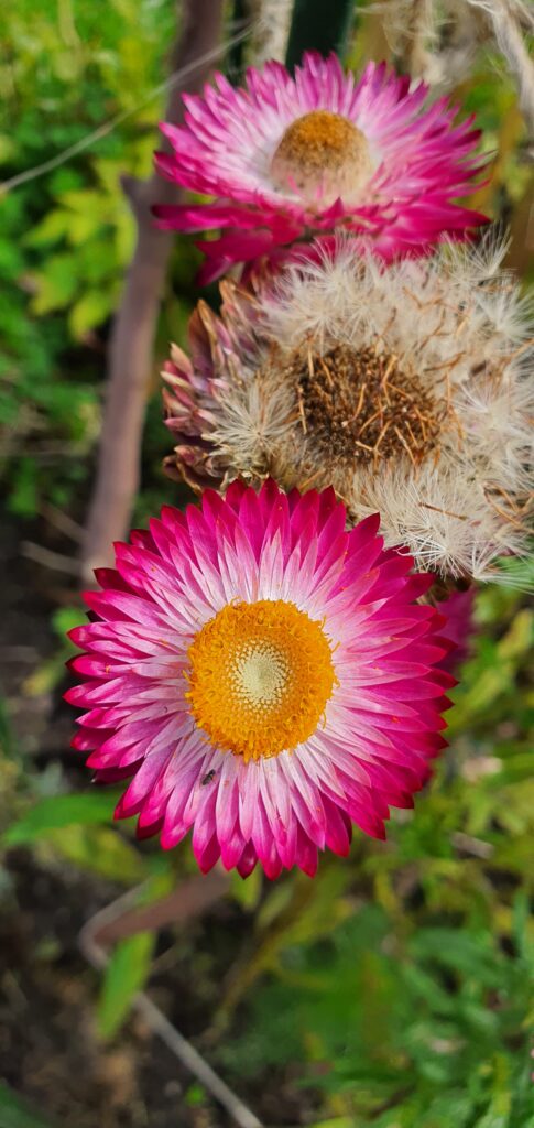 Sommerblomst